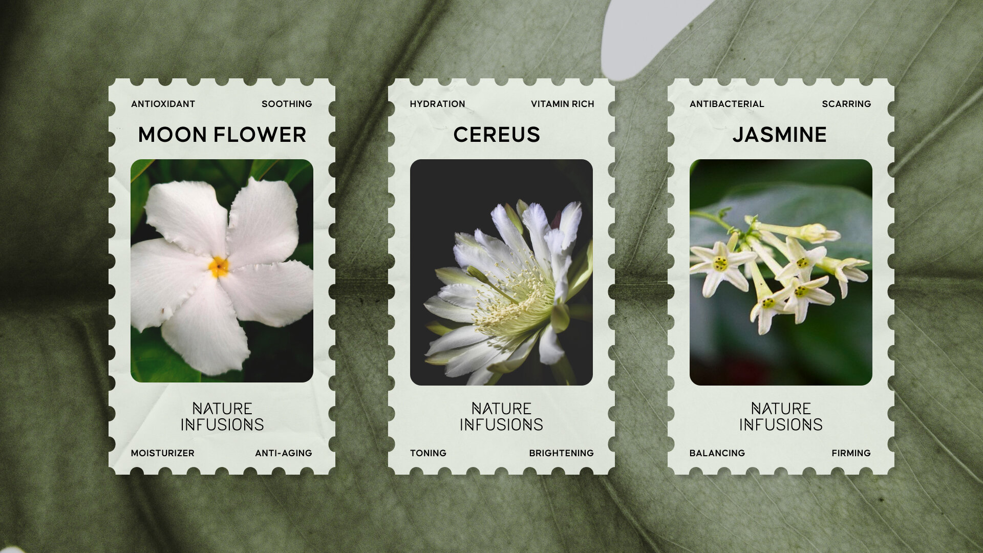 Luna botanical ingredient cards