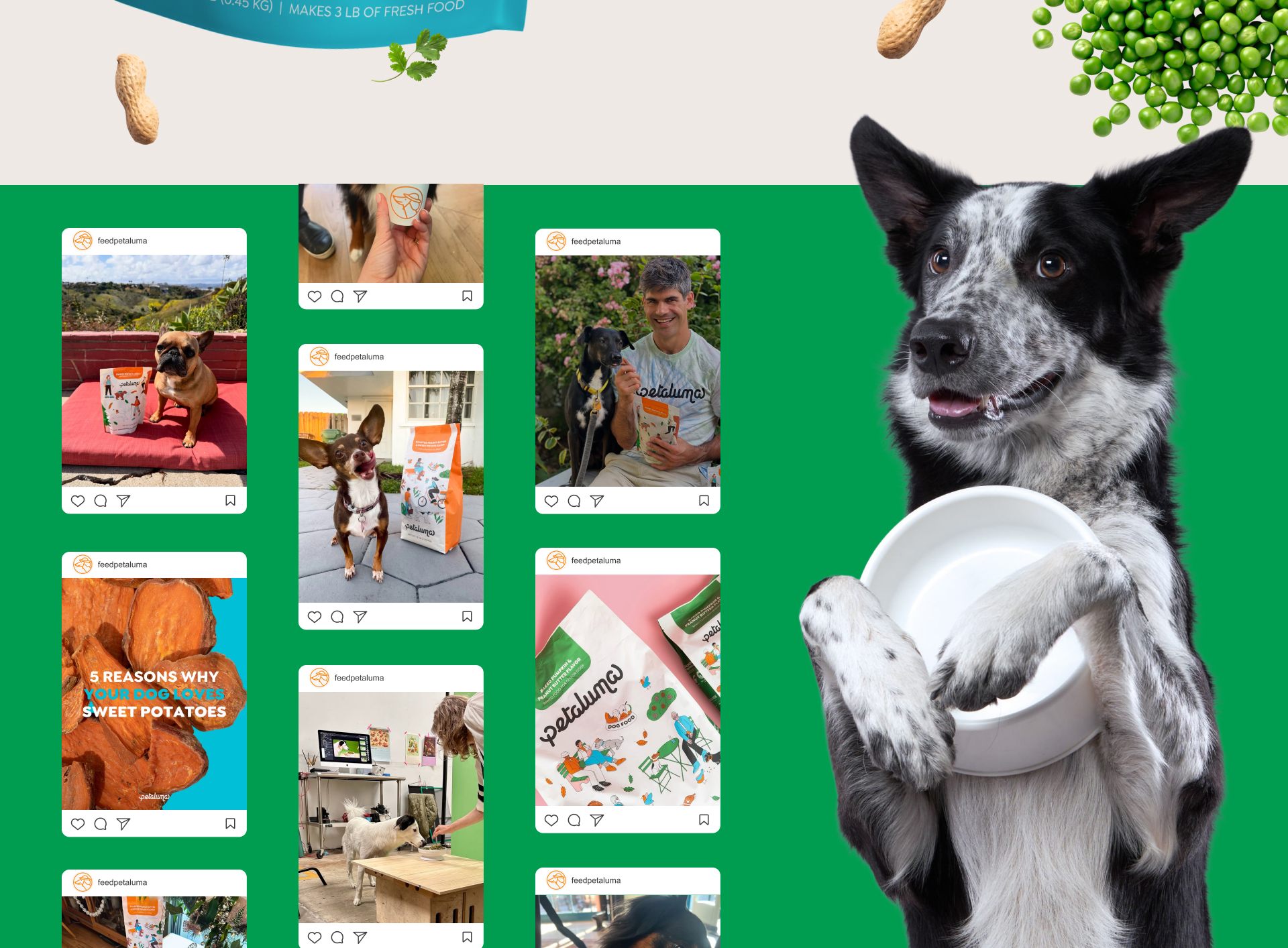 Petaluma social media content and dog photography