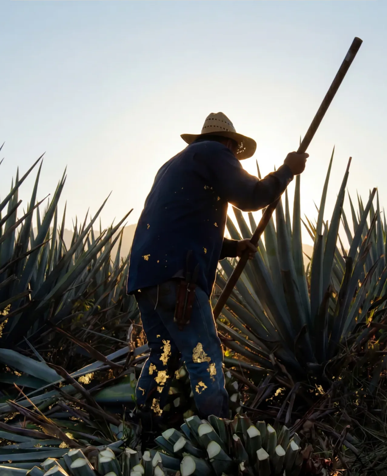 Verdadero — a jimador harvesting blue agave at golden hour