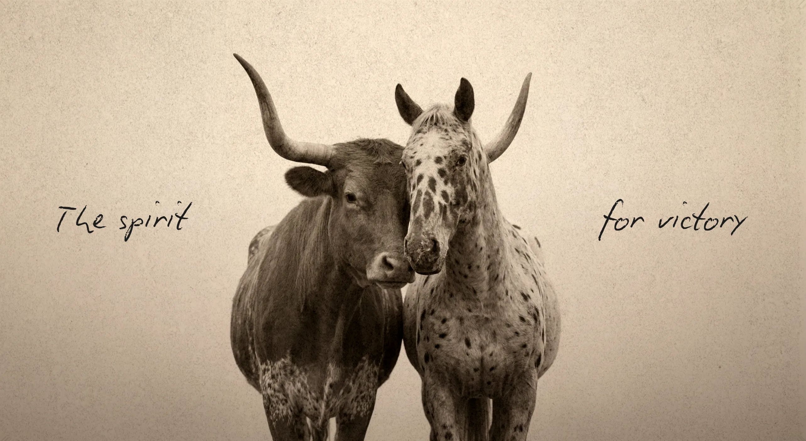 Verdadero — two Texas Longhorn steers nuzzling in a sepia portrait, captioned 'The spirit for victory'